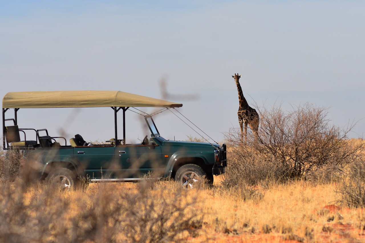 giraffe, safari, africa-4459137.jpg