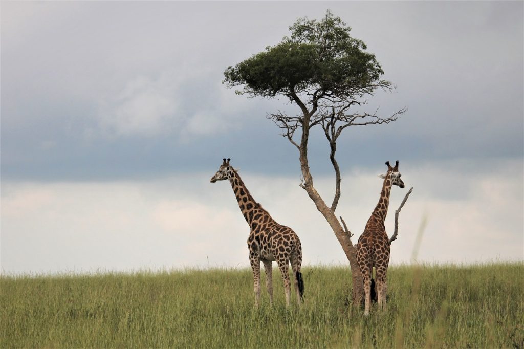 giraffes, 4k wallpaper, nature background-4586686.jpg