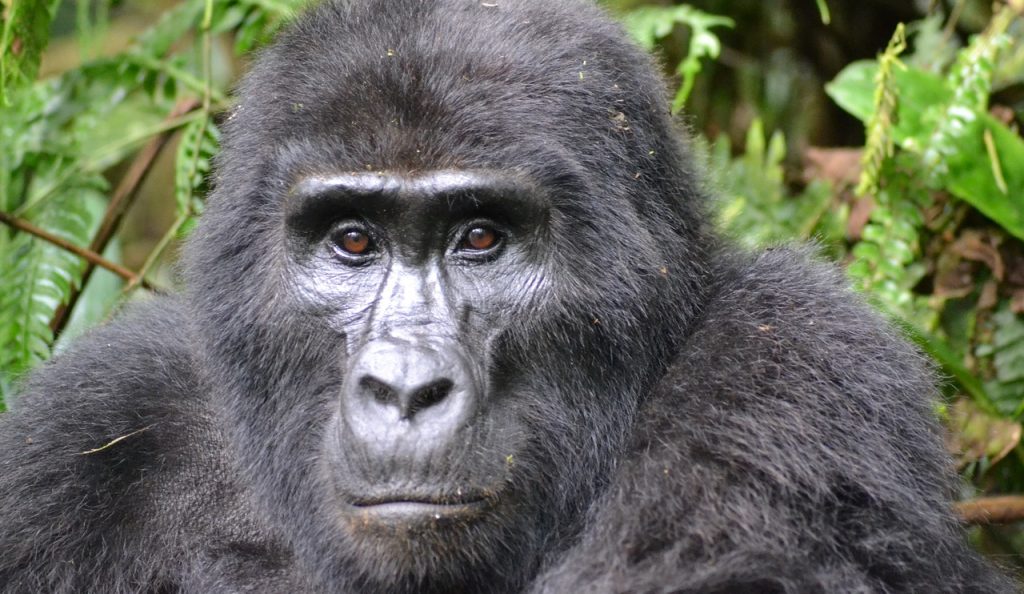 gorilla, mountain gorilla, bwindi-3928903.jpg